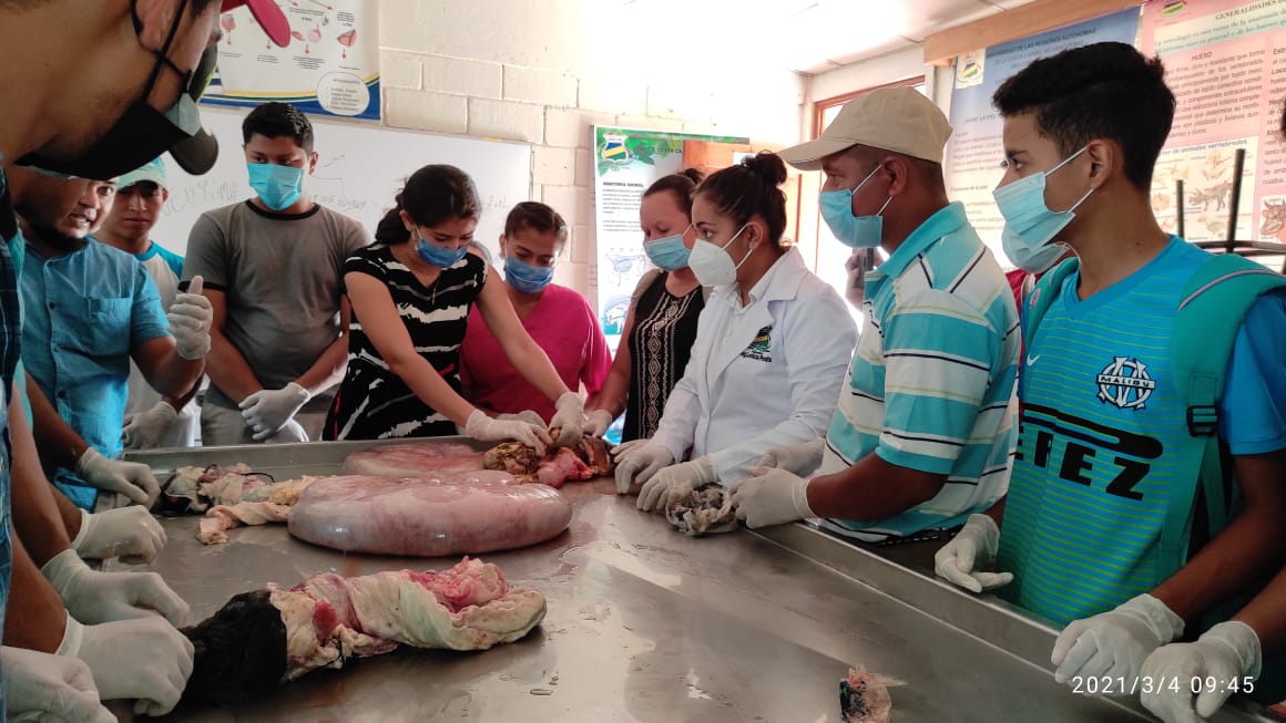MAG capacita a estudiantes de URACCAN en técnicas de inseminación artificial en bovinos