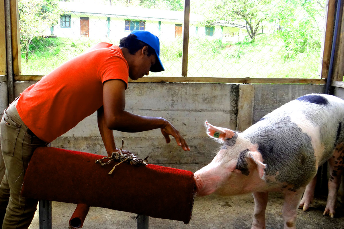 Capacitación sobre “Extracción de semen porcino y prueba para la inseminación artificial"
