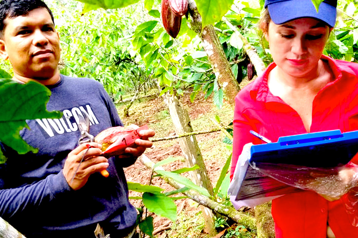 Proceso investigativo de la “Evaluación de curva de sobrevivencia en mazorcas de cacao"